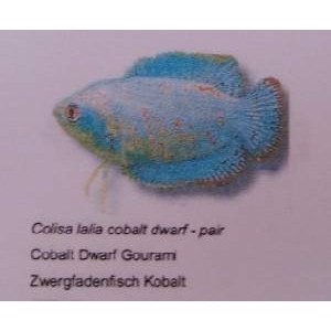 Gurami  Dværg cobalt