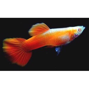 Guppy Platinum red han