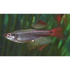 Hvid skybjerg langfinnet 3cm