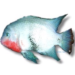 Cichlasoma maculicauda, Black Belt Cichlid 5-7cm