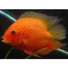 Heros Guld rødprikket 