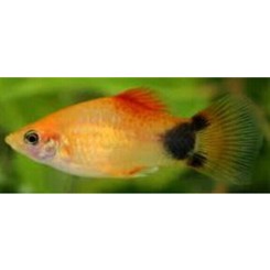 Platy gul micky mouse