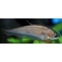 Indisk Knivfisk 5-8cm