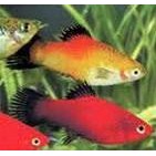 Platy Mixed varianter 