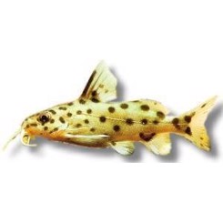 Malawimalle, Synodontis njassae 4cm