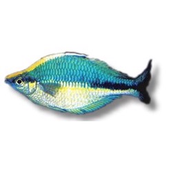 Regnbuefisk Melanotaenia Lacustris +6cm