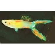 Guppy Rosa neon lyrhale