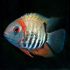 Heros appendiculatus 6-8cm