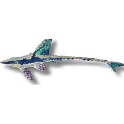 Sturisoma / aureum 6-8cm