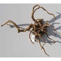Desert root L 40-55cm - Assorteret pluk