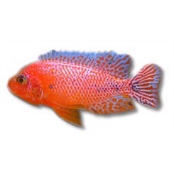 Malawiciklide Aulonocare sp. firefish