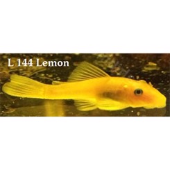 Sugemalle Ansistrus Lemon 3-4cm L144