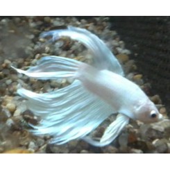 KampFisk Han  Hvid XL