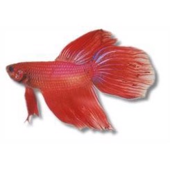 KampFisk Han  rød