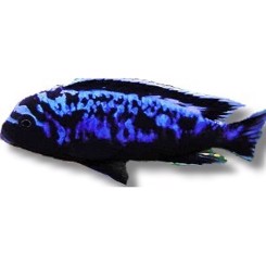 Pseudotropheus msobo 5cm