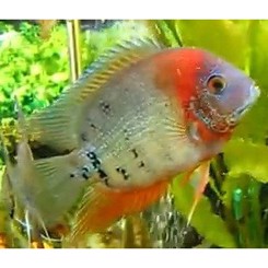 Heros Severus Rotkeil +10cm