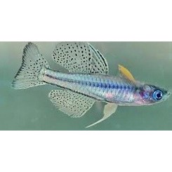 Gertrudes Blå øjet regnbuefisk