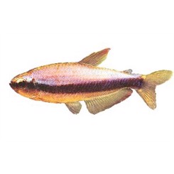 Tetra Kerry  +3cm