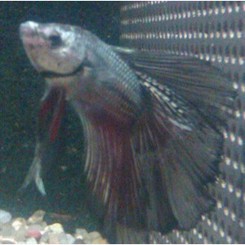 Kampfisk cambodian red XL