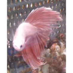 Kampfisk han Halfmoon assoterede farver XL