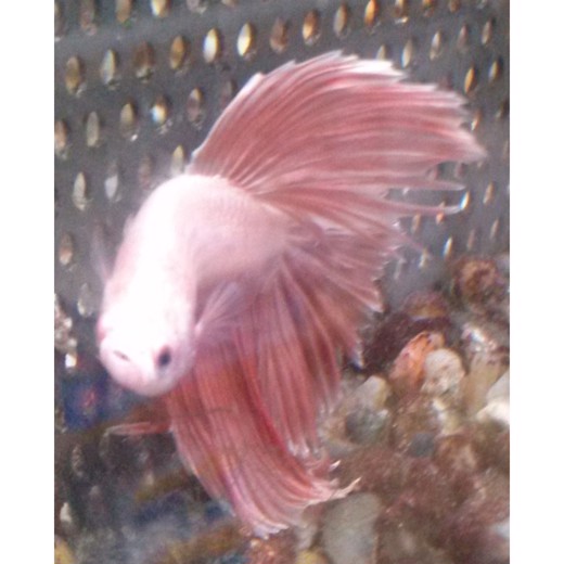 Kampfisk han Halfmoon assoterede farver XL