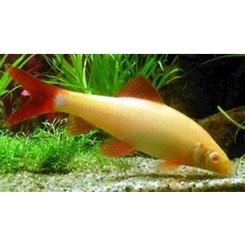 Haj, Regnbue labeo  albino
