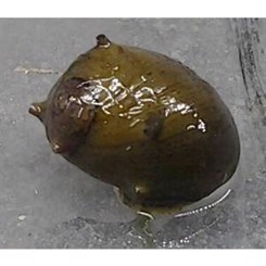 Snegl Thorn, Clithon sp. 