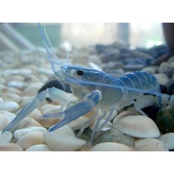 Hummer blå, Procambarus troglodites 4cm