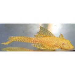 Sugemalle Ansistrus Gul langfinnet 4cm