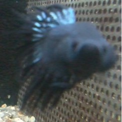 Kampfisk han Black orchid crowntail.  XL            