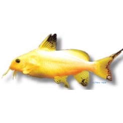 Synodontis nigrita white 4cm