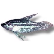 Gurami Schalleri 3cm , Trichopsis Schalleri 