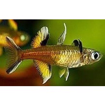 Pseudomugil signifer 4cm