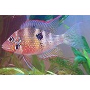 Thorichthys ellioti 3-4cm 