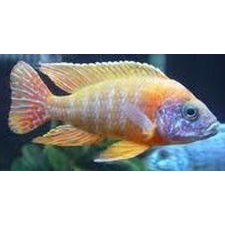 Aulonocara Rubin Red 4-6cm