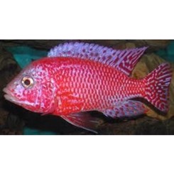 Malawiciklide, Aulonocara red dragon