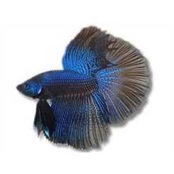 KampFisk Han  Blå XL