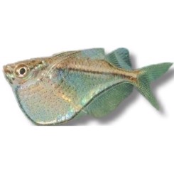 Øksefisk, Carnegiella marthae