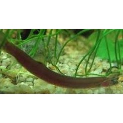 Ål Kuhlii 6-7cm sort