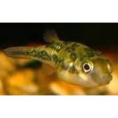 Kuglefisk Plettet små, Tetraodon travancoricus