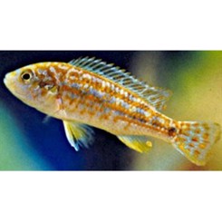 Malawiciklide, Labidochromis exasperatus 5cm