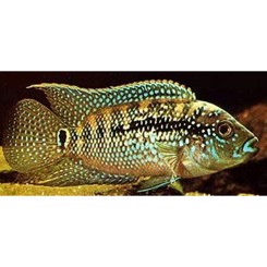 Cichlasoma / jack dempsey 6cm