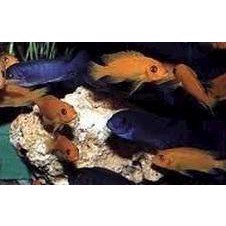 Pseudotropheus Zebra rød/blå