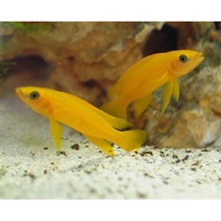 Neolamprologus Leleupi