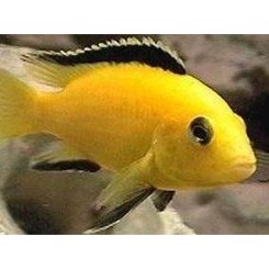 Malawiciklide, Labidochromis caeruleus