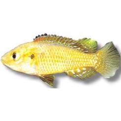 Lille Mundruger , Pseudocrenilabr Multicolor