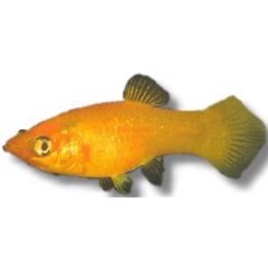 Molly, Rød sphenops 