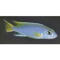 Malawiciklide, Pseudotropheus Acei