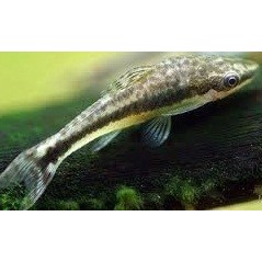 Sugemalle Otocinclus affinis