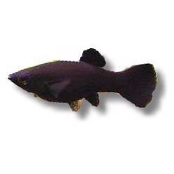 Molly, sort sphenops små